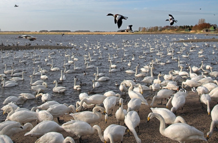 Floodlit-Swans-Evenings-966.jpg